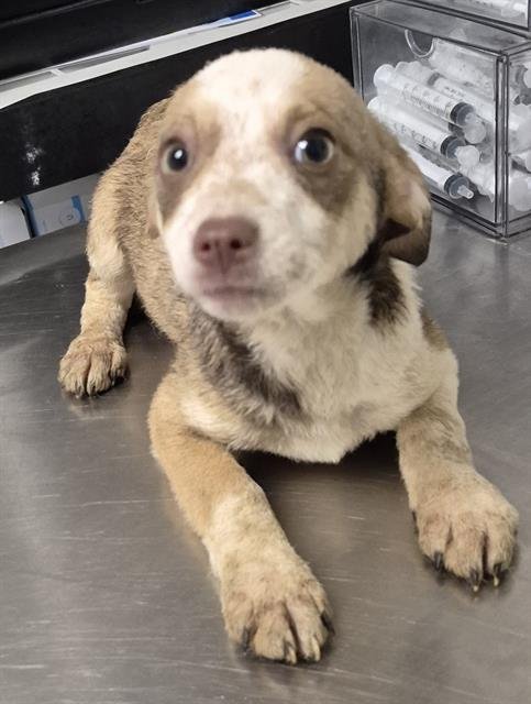 A1241890 - Chihuahua available for adoption