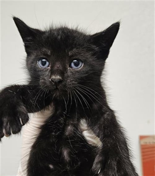 WINTER - Domestic Short Hair available for adoption