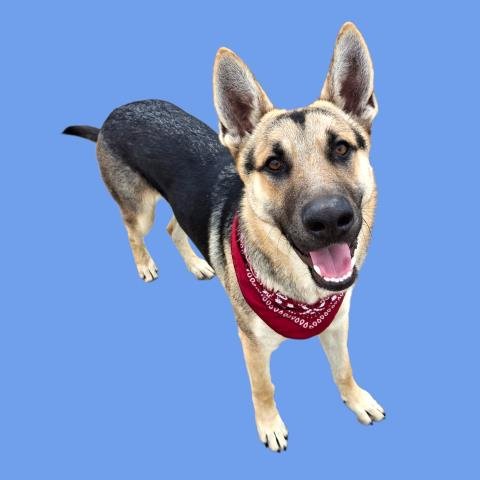 *REX - German Shepherd Dog available for adoption