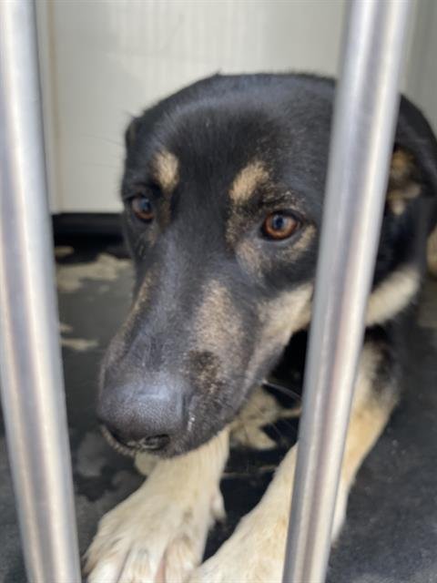 *BUTTER - German Shepherd Dog available for adoption