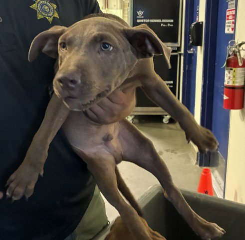 A1253022 - Pit Bull Terrier available for adoption