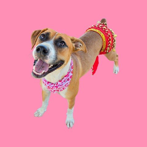 *SHAKIRA - Pit Bull Terrier available for adoption