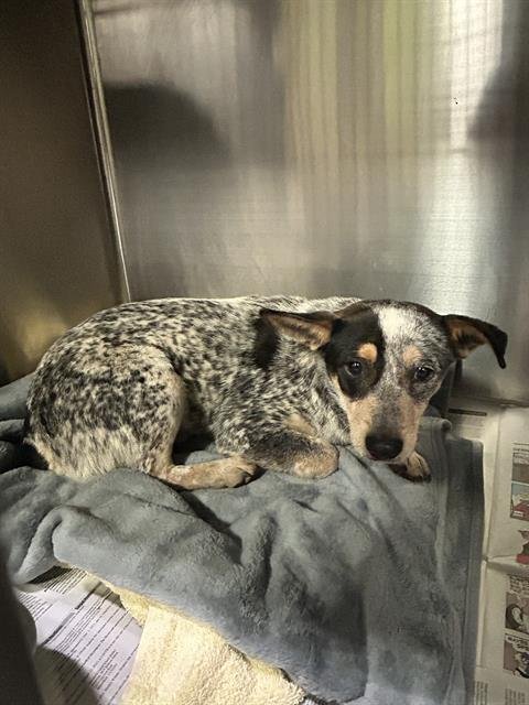 *CHICKY - Queensland Heeler available for adoption