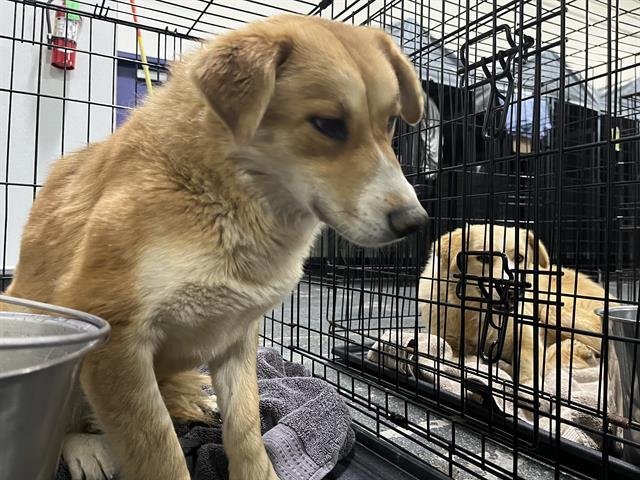 A1240456 - German Shepherd Dog available for adoption