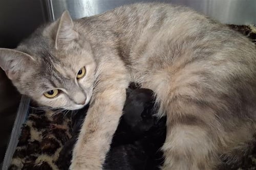*PRINCESS SOFIA - Domestic Short Hair available for adoption