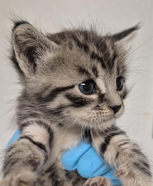 JOEY - Domestic Short Hair available for adoption