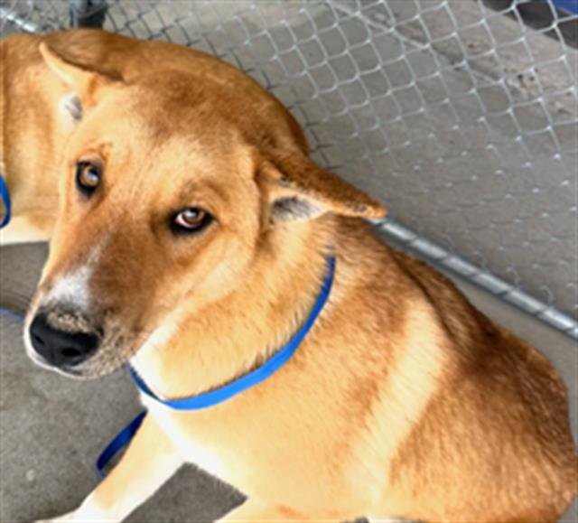 *VALENTINE - German Shepherd Dog available for adoption