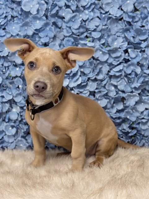 *BURRITO - Pit Bull Terrier available for adoption