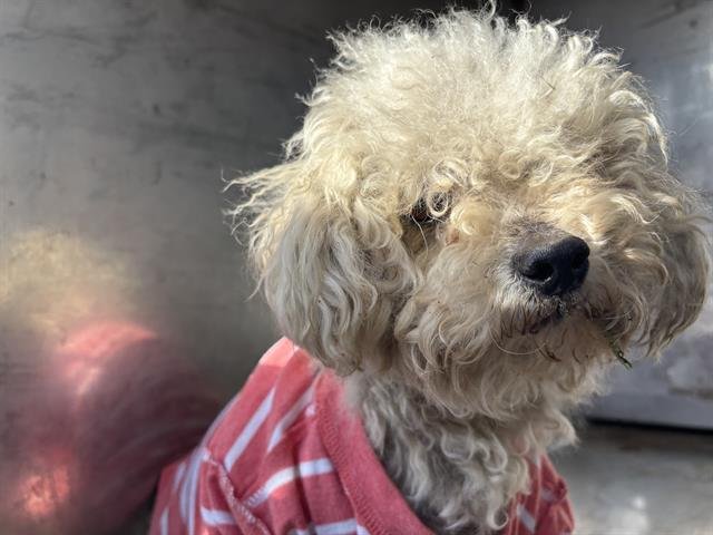 A1244074 - Bichon Frise available for adoption