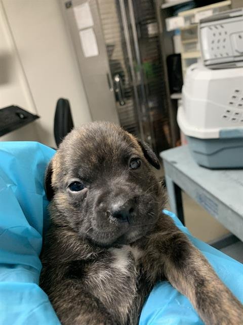 *LONI - Pit Bull Terrier available for adoption