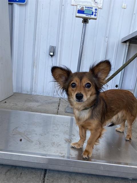LITTLE ONE - Chihuahua available for adoption
