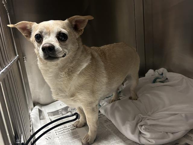 *BONNIE - Chihuahua available for adoption