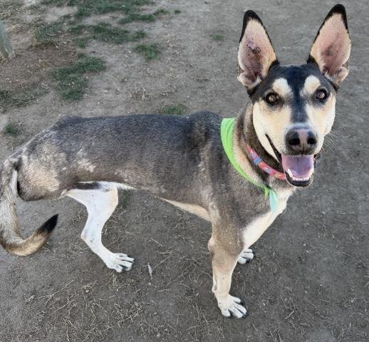 BUSTER - Ibizan Hound available for adoption