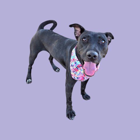 *PRINCESS CELESTIA - Pit Bull Terrier available for adoption