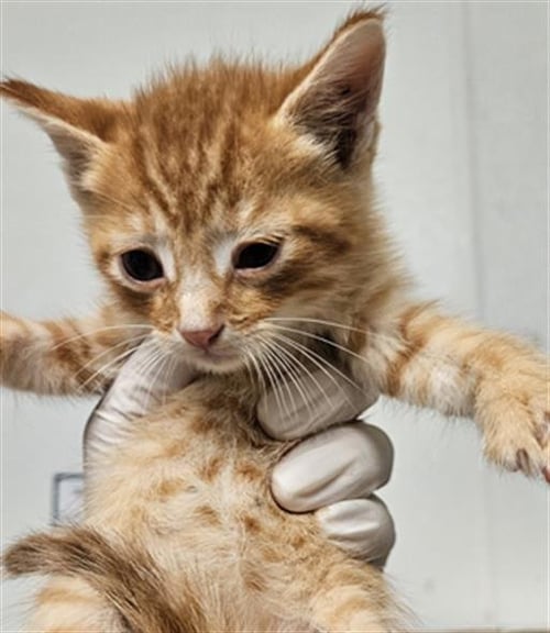PJ - Domestic Short Hair available for adoption