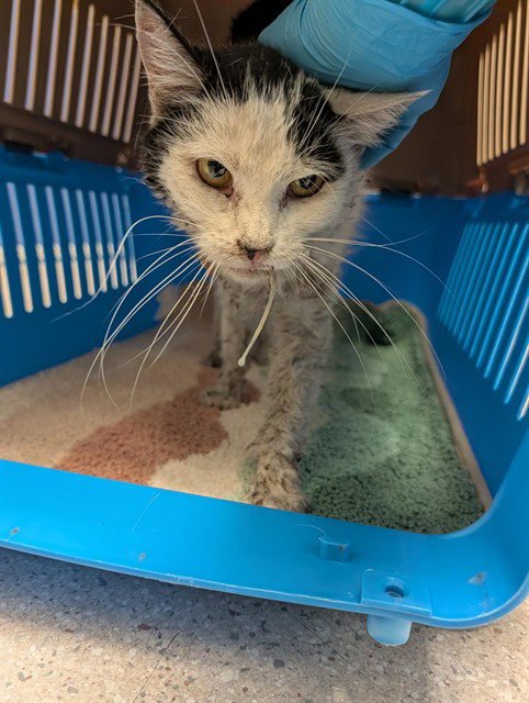 *BEA - Domestic Short Hair available for adoption