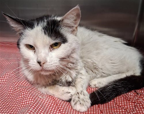 *BEA - Domestic Short Hair available for adoption