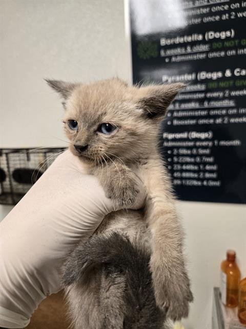 *EL SPICY - Domestic Short Hair available for adoption