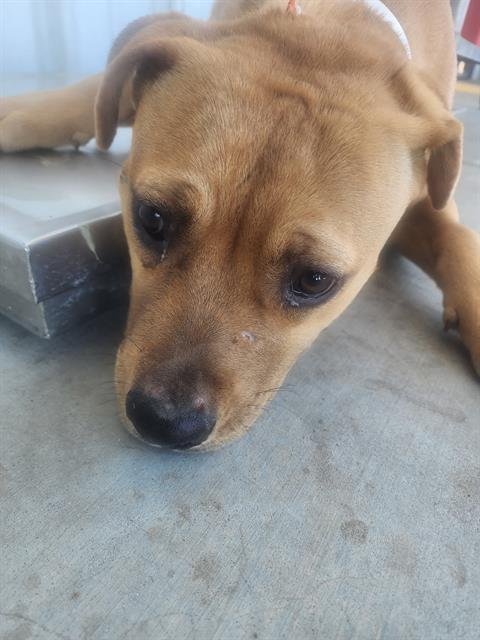 *AUTUMN - Staffordshire Bull Terrier available for adoption