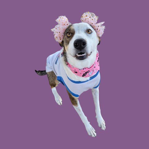 LILLY - Border Collie available for adoption