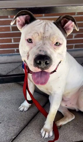 TIP - Pit Bull Terrier available for adoption