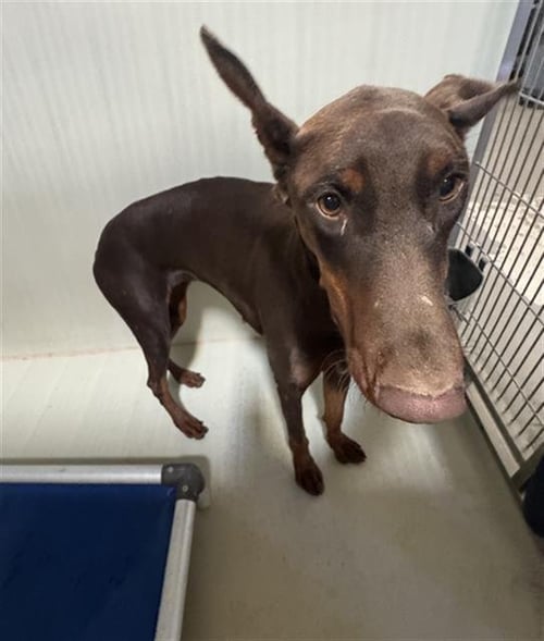 BLUE - Doberman Pinscher available for adoption
