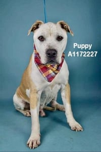 PUPPY - Photo 1