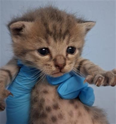 A1247573 - Domestic Short Hair available for adoption