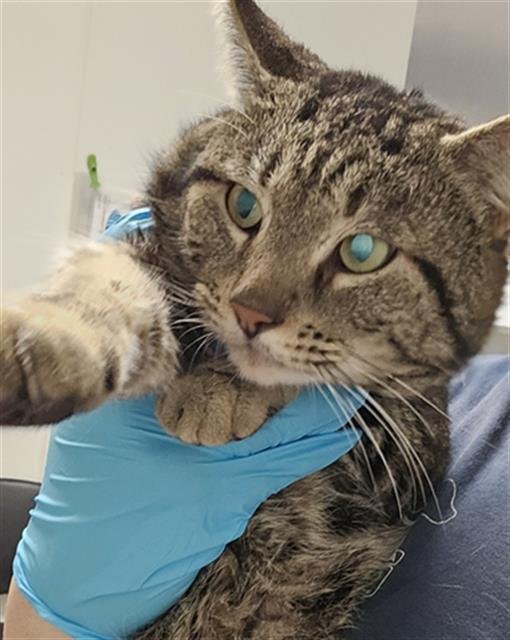 *BILLY BOB - Domestic Short Hair available for adoption