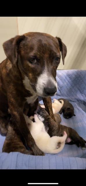 *JULIA ROBERTS - Pit Bull Terrier available for adoption