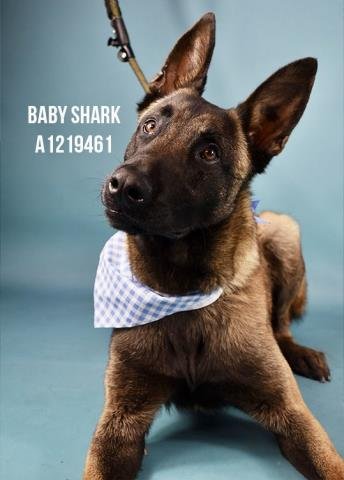 *BABY SHARK - Belgian Shepherd Malinois available for adoption