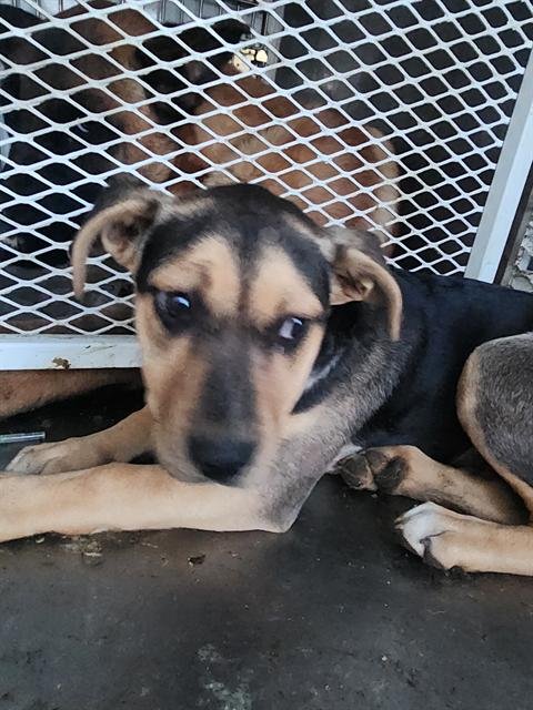 A1241828 - Pit Bull Terrier available for adoption