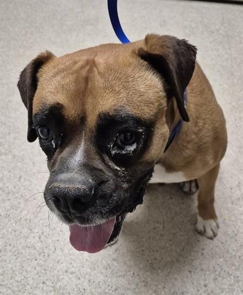 *BUCK - Boxer available for adoption