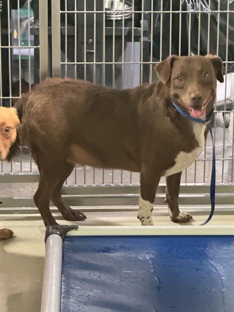 COCO - Labrador Retriever available for adoption