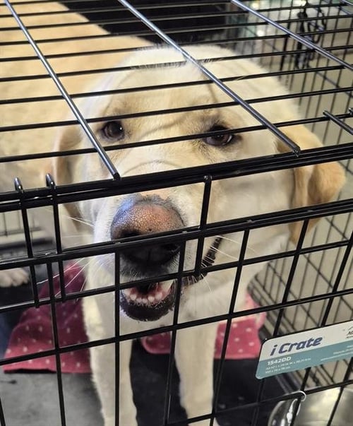 *GOLDIE - Labrador Retriever available for adoption