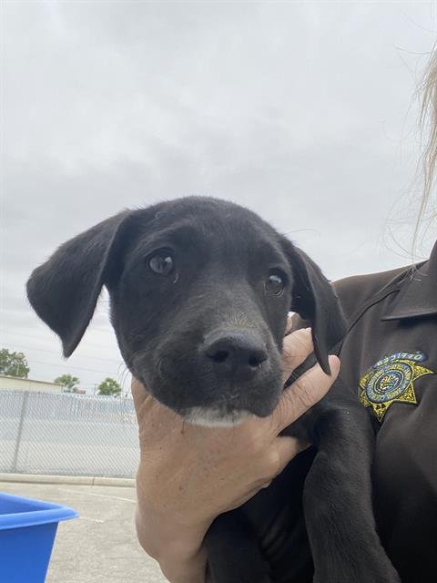 *STACI - Labrador Retriever available for adoption
