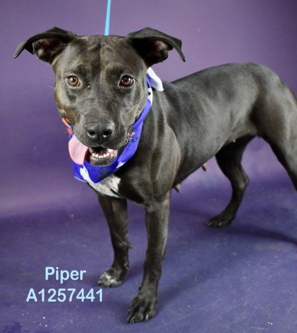 *PIPER - Pit Bull Terrier available for adoption