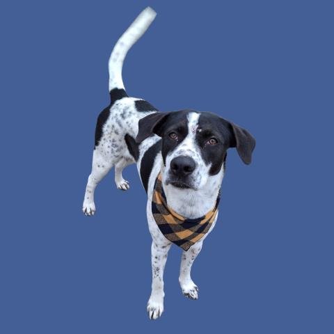 DUKE - Pointer available for adoption