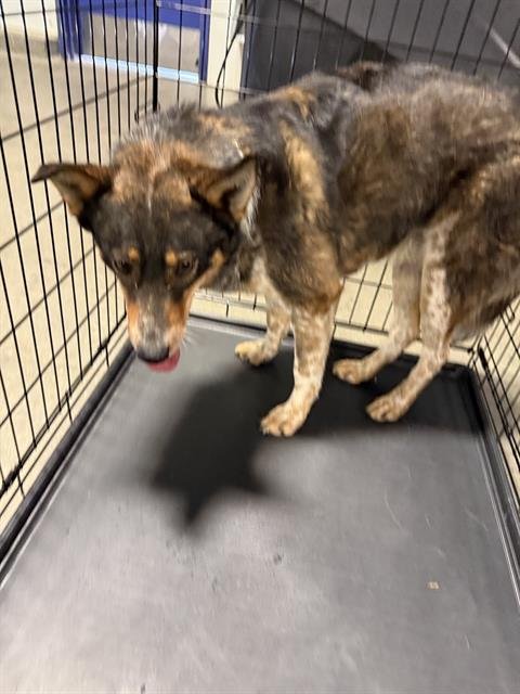 *TENGEN - Queensland Heeler available for adoption