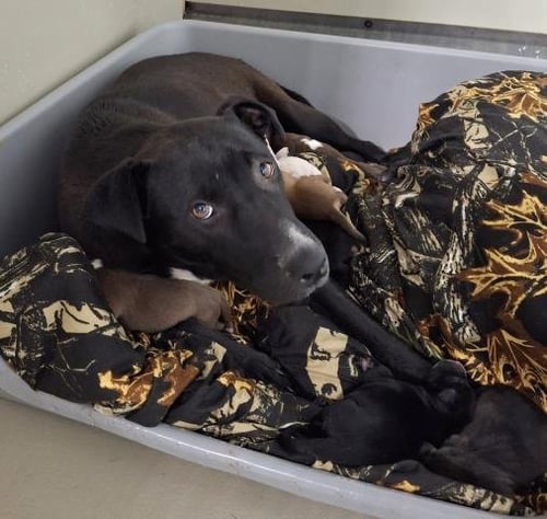 *LOIS - Pit Bull Terrier available for adoption