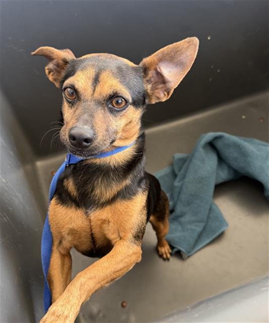 *CHILI - Chihuahua available for adoption