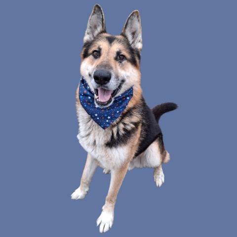 *CHIEF - German Shepherd Dog available for adoption