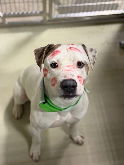 BENNET - Pit Bull Terrier available for adoption