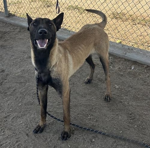 *LOVER BOY - Belgian Shepherd Malinois available for adoption