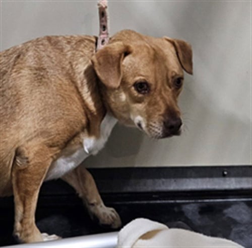 HUNTER - Labrador Retriever available for adoption