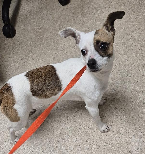 *TWILLA - Chihuahua available for adoption