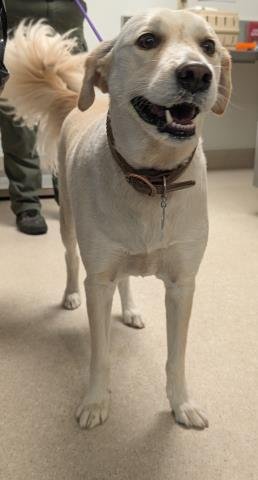 BEAU - Great Pyrenees available for adoption