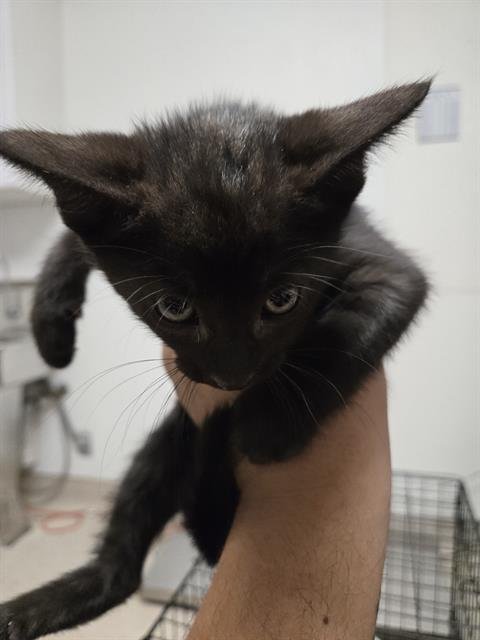 A1250310 - Domestic Short Hair available for adoption