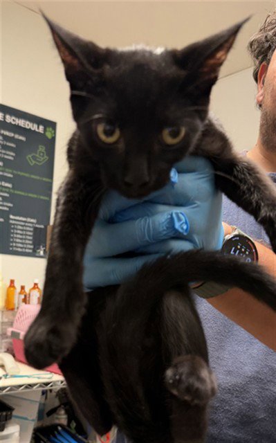 *DR PEPPER - Domestic Short Hair available for adoption