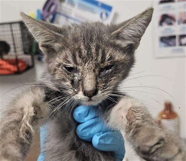 *TOPH - Domestic Short Hair available for adoption